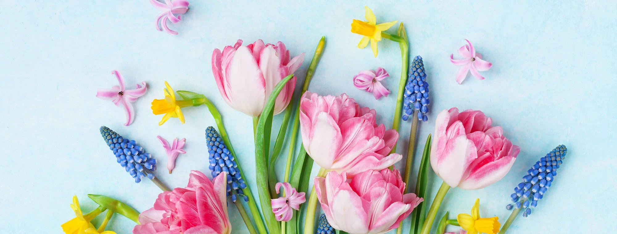 A collection of pink tulips, yellow daffodils, blue grape hyacinths, and scattered pink petals on a soft blue background.