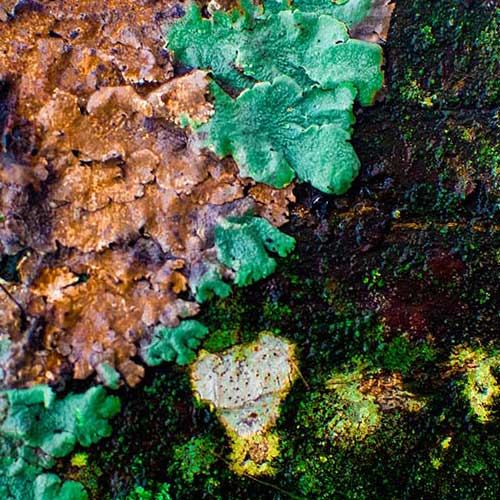Close-up photograph of textured ground with colorful moss in shades of green, orange, and brown. Course: Digital Photography I.